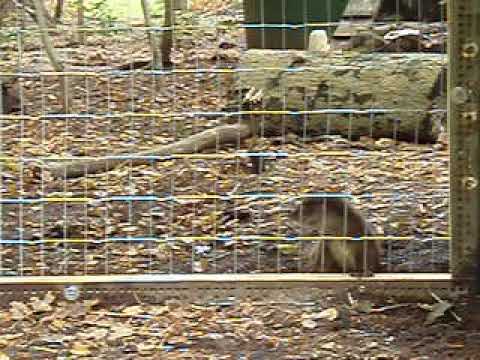 X fence Otter